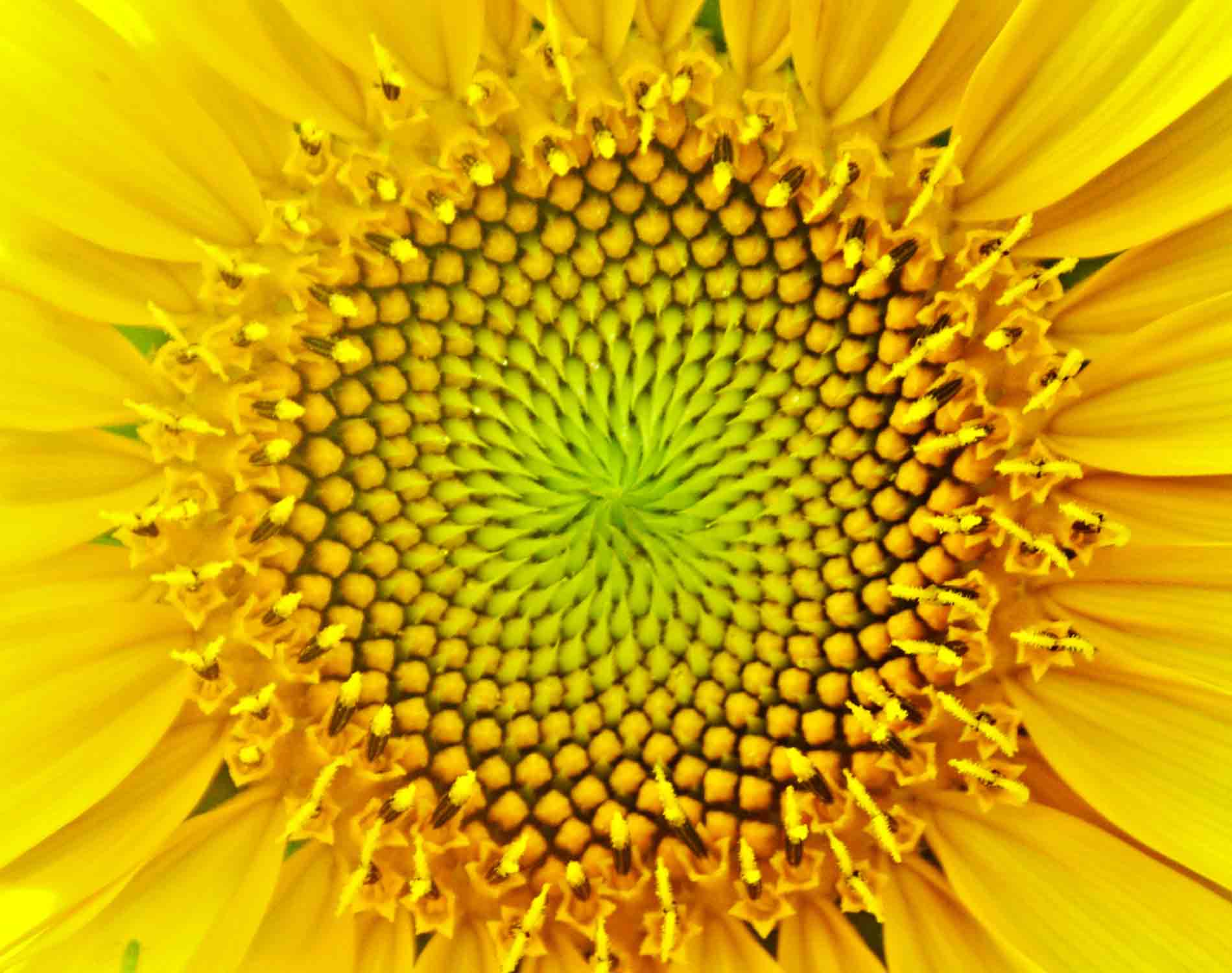 /-/media/images/website/background-images/gpof/plants/istock-467126683.ashx